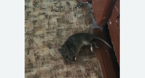 Дезинфекция от мышей в Воткинске