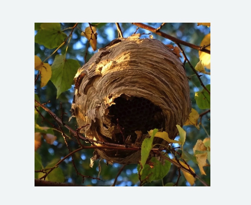 Обработка от шершней в Воткинске