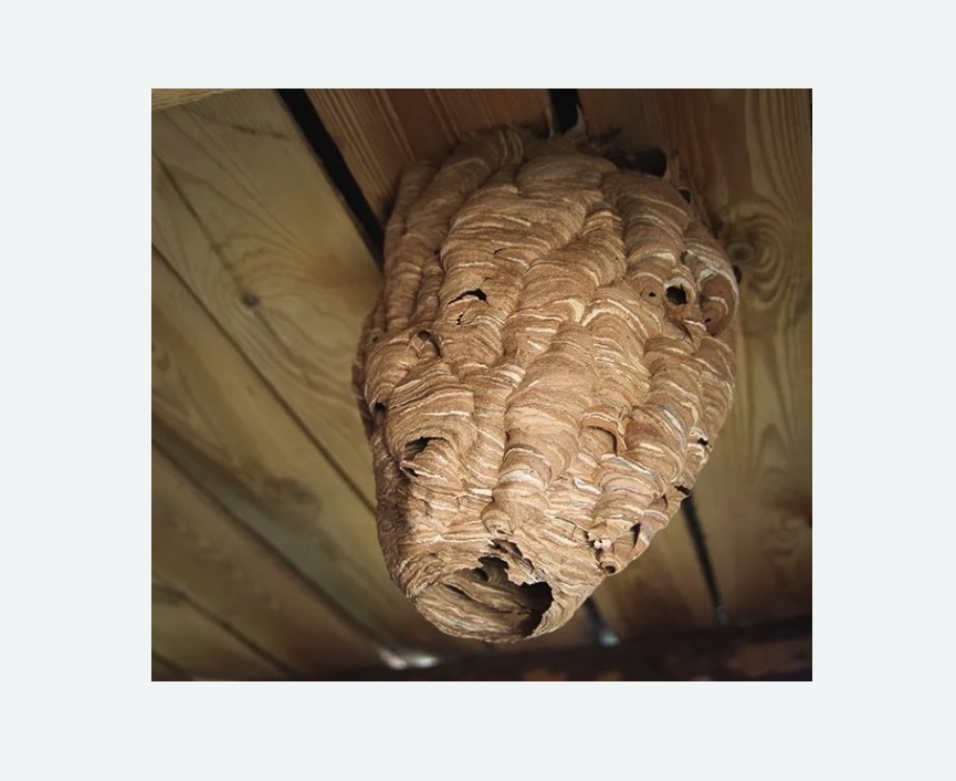 обработка от шершней в Воткинске