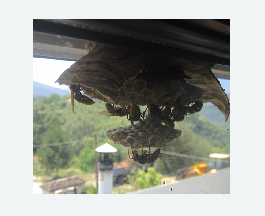 Уничтожение гнёзд шершней в Воткинске