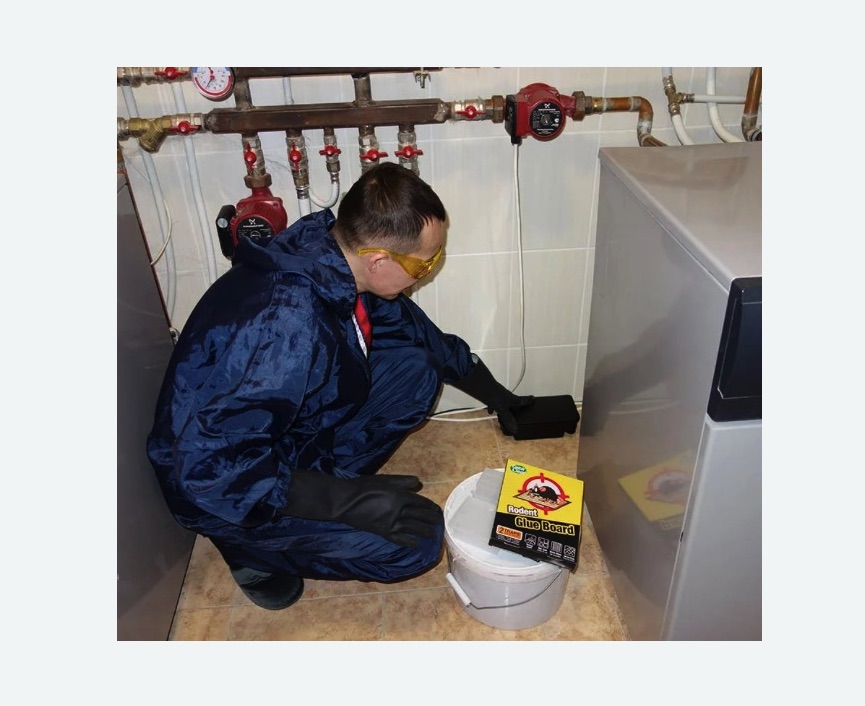 Уничтожение крыс в Воткинске