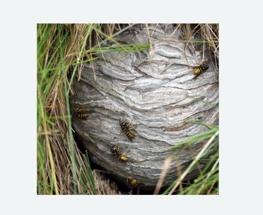 Уничтожение ос и ульев в Воткинске